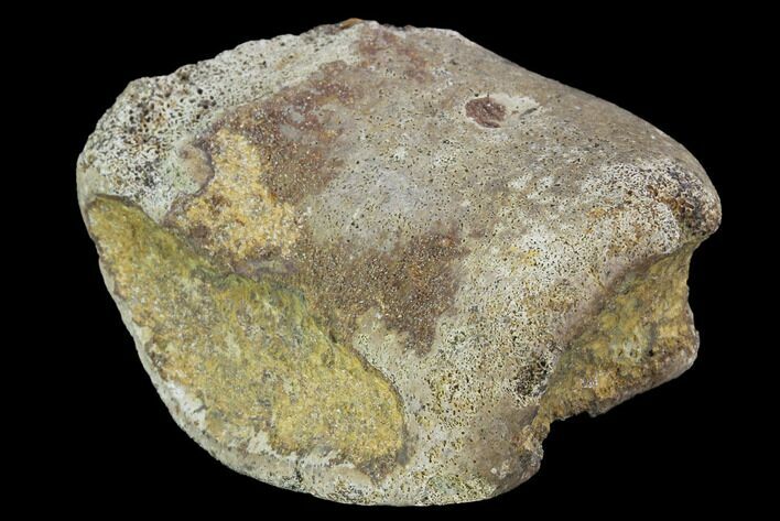 Hadrosaur Foot Bone - Alberta (Disposition #-) #100537